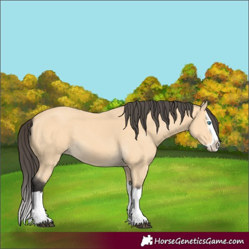 Horse Color:Buckskin Splash
