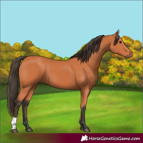 Horse Color:Bay 
