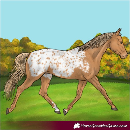 Horse Color:Chestnut Appaloosa