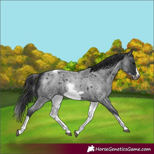 Horse Color:White Spotted Blue Roan Splash Frame Appaloosa