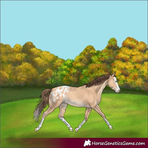 Horse Color:Amber Champagne Splash Appaloosa