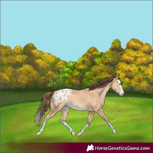 Horse Color:Amber Champagne Splash Blanket 