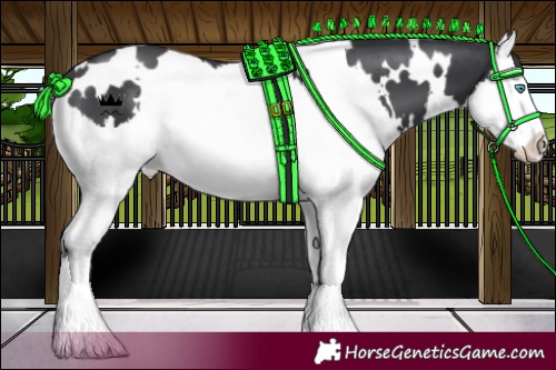 Horse Color:White Spotted Black Splash 