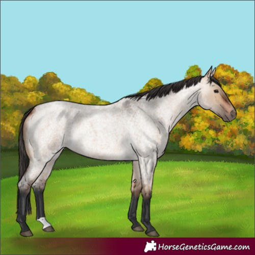 Horse Color:Bay Roan Dun 