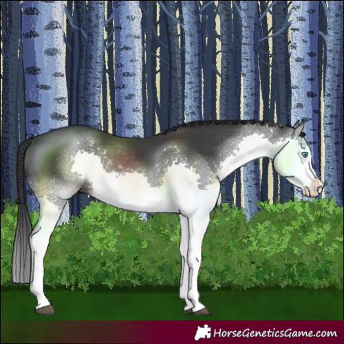 Horse Color:Black Splash 