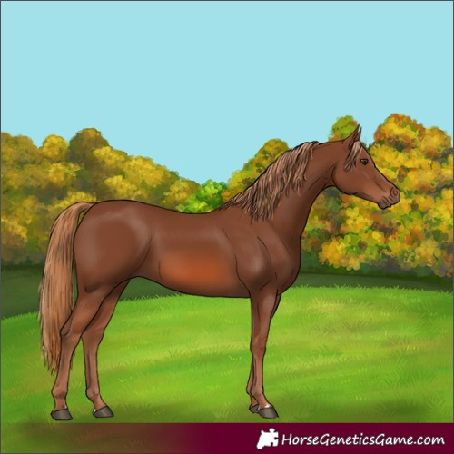 Horse Color:Chestnut 