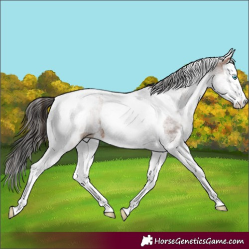 Horse Color:White Spotted Bay Splash Tobiano