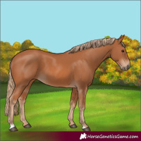 Horse Color:Chestnut 