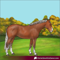 Horse Color:Silver Bay Sabino Rabicano
