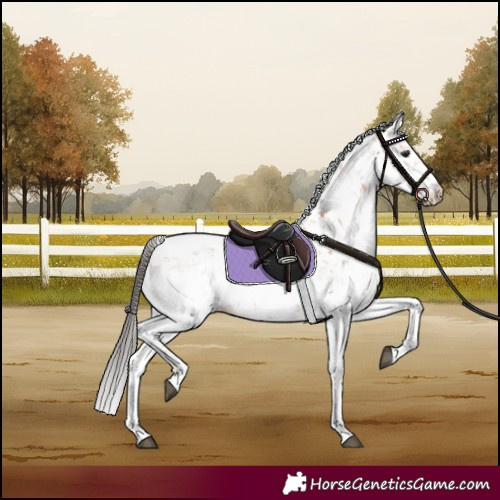 Horse Color:Bay Sabino