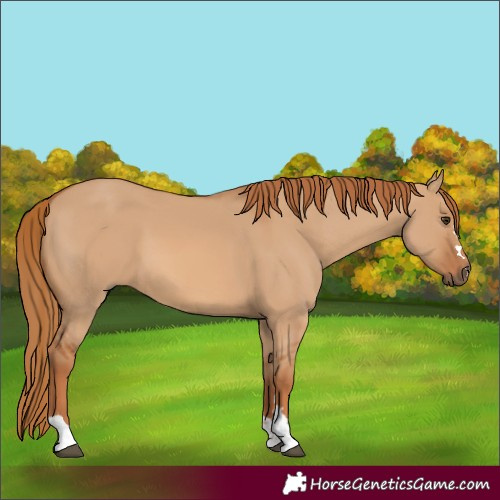 Horse Color:Red Dun 