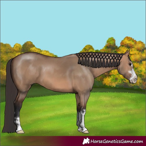 Horse Color:Bay Dun 