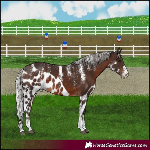 Horse Color:Powder White Silver Brown Skewed LP Spotted 