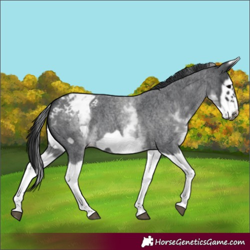 Horse Color:White Spotted Blue Roan Splash Frame Appaloosa 