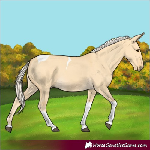 Horse Color:Palomino Dun Tobiano