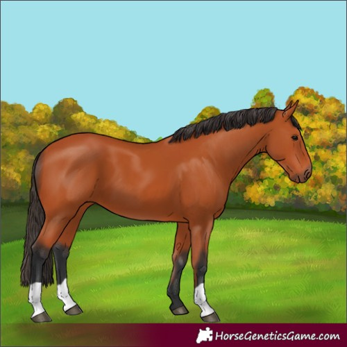 Horse Color:Unknown 