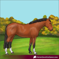 Horse Color:Unknown 