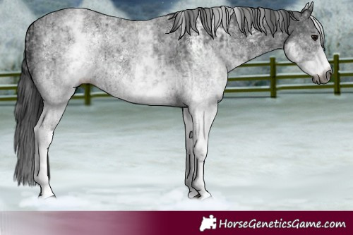 Horse Color:Gray White Spotted Black  and Gray White Spotted Black 