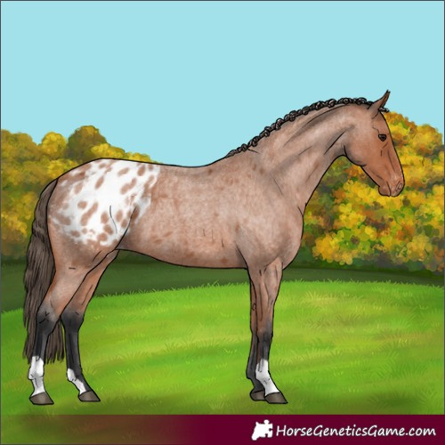 Horse Color:Bay Roan Blanket 