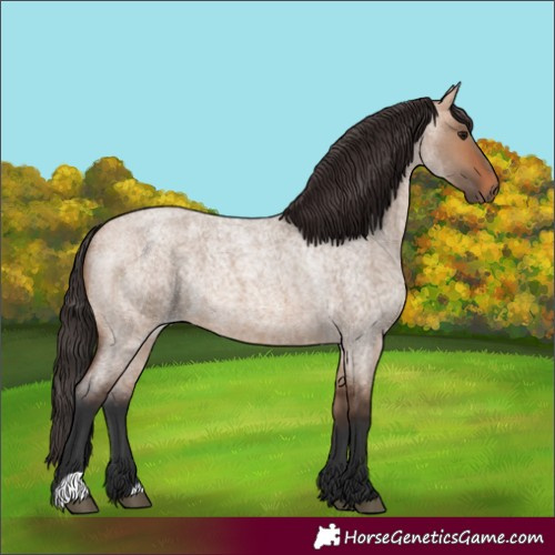 Horse Color:Unknown 