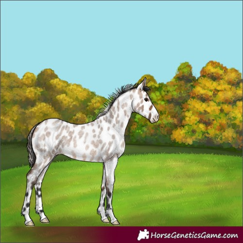Horse Color:Brown Roan Dun Appaloosa 