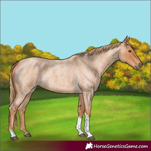 Horse Color:Red Roan Tobiano 