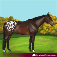 Horse Color:Gray Bay Blanket Rabicano 