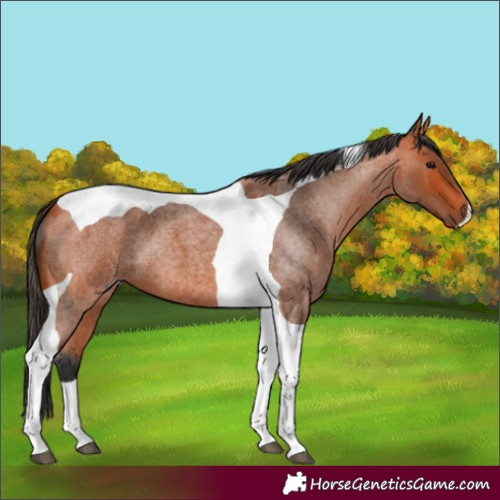 Horse Color:Bay Roan Tobiano 