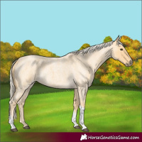 Horse Color:Palomino Roan Tobiano