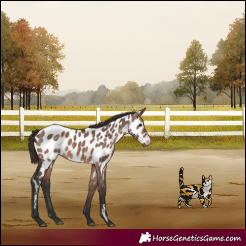 Horse Color:Bay Dun Appaloosa 