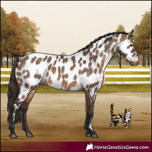 Horse Color:Bay Dun Near Leopard