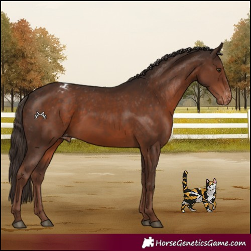 Horse Color:Liver Chestnut Appaloosa