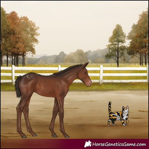 Horse Color:Liver Chestnut Appaloosa 
