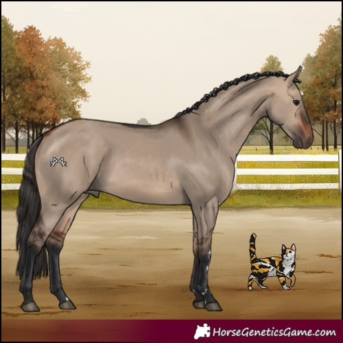 Horse Color:Bay Dun 
