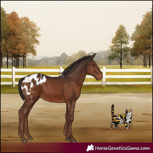Horse Color:Liver Chestnut Appaloosa 