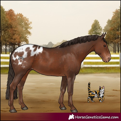 Horse Color:Liver Chestnut Blanket 