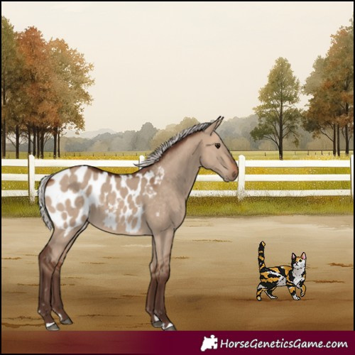 Horse Color:Silver Bay Dun Appaloosa 