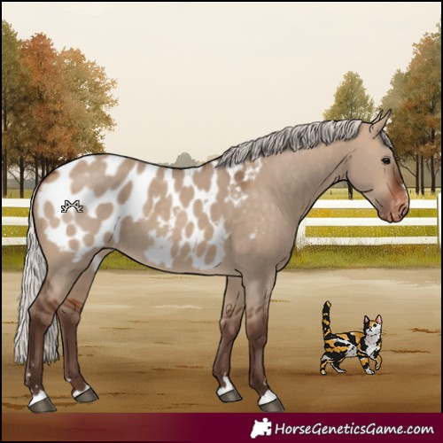 Horse Color:Silver Bay Dun Blanket 