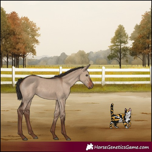 Horse Color:Liver Red Dun 