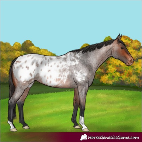 Horse Color:Bay Roan Appaloosa Rabicano