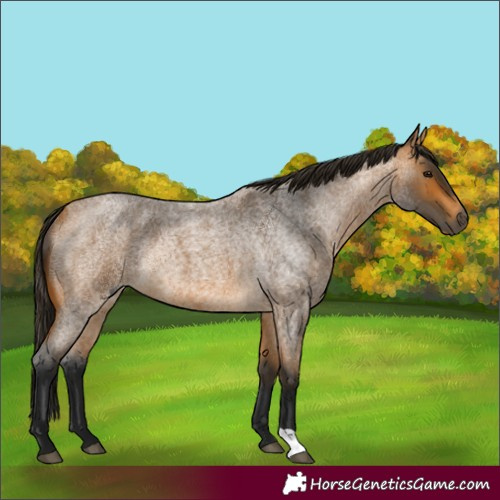 Horse Color:Gray Buckskin Roan Rabicano
