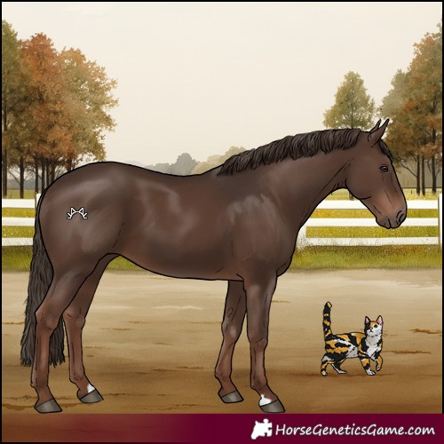 Horse Color:Liver Chestnut 