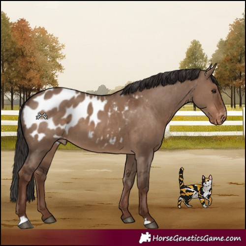 Horse Color:Liver Red Dun Appaloosa