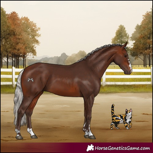 Horse Color:Silver Brown 