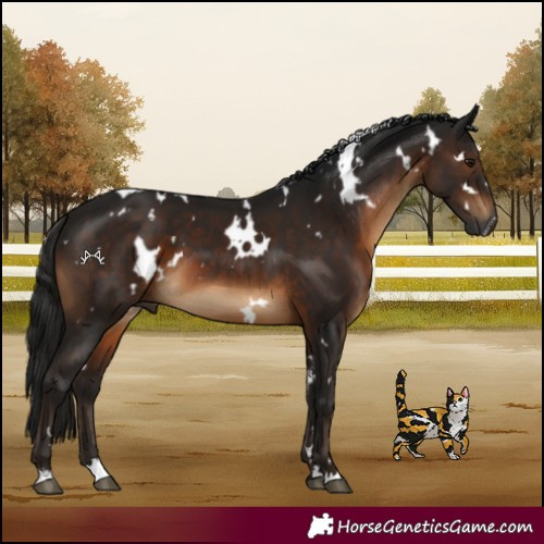 Horse Color:Gray White Spotted Brown 