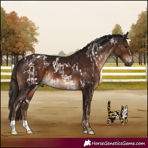 Horse Color:Gray White Spotted Bay  and Liver Chestnut 
