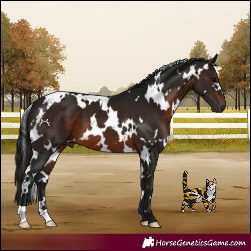 Horse Color:Gray White Spotted Bay 