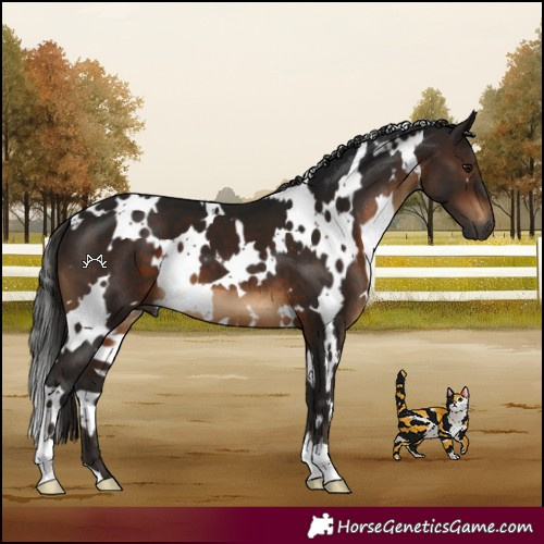 Horse Color:Gray White Spotted Bay