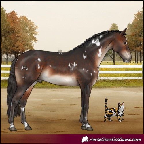 Horse Color:White Spotted Bay 