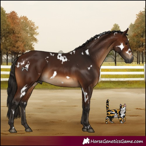 Horse Color:Gray White Spotted Bay 